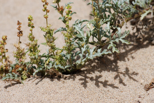 Green immature trichomatic indehiscent cypsela fruit of Ambrosia Chamissonis, Asteraceae, native perennial monoecious evergreen herb in Coastal Ventura County, Summer.