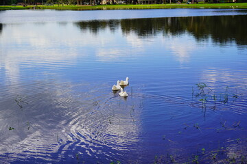 A beautiful  community pond or lake