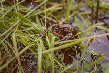 River crayfish in the water. A live cancer swims in a pond