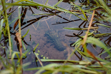 Сrayfish at the bottom of the reservoir. Live wild crawfish swims the lake