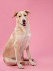 portrait of a beautiful dog pink background. Mix of breeds. Sweet Pet in the studio