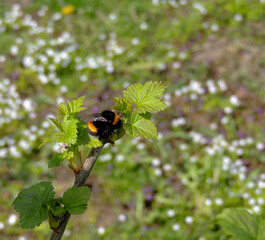 bumblebee perched on a currant branch