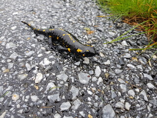 Heimische Tiere: Feuersalamander