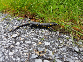 Amphibienwanderung: Feuersalamander am Straßenrand