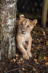 A lion cub living in a zoo. Wildlife Rescue. A lion.
