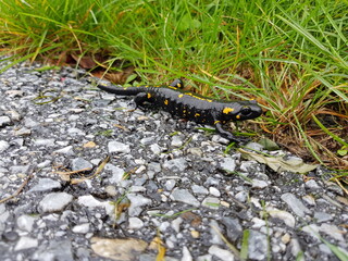 Feuersalamander