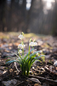 Early Spring Images – Browse 304,311 Stock Photos, Vectors, and