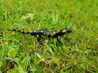 Feuersalamander im Gras