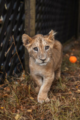 A lion cub living in a zoo. Wildlife Rescue. A lion.