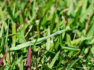 Praying Mantis insect in grass