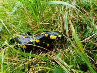Feuersalamander im Tagesversteck