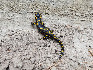 Feuersalamander