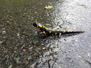 Amphibienwanderung: Feuersalamander auf einer Straße