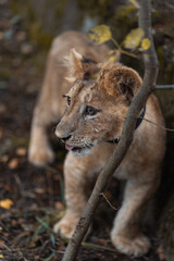 A lion cub living in a zoo. Wildlife Rescue. A lion.