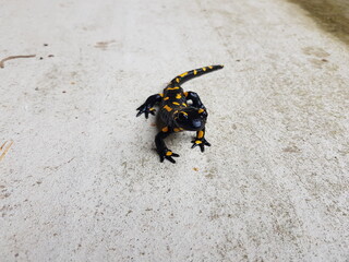 Gefährdete Tiere: Feuersalamander