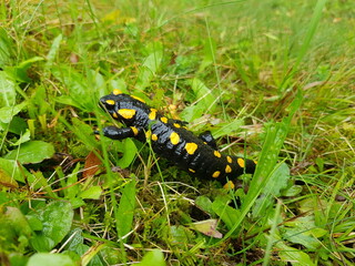 Ein Feuersalamander geht im Gras