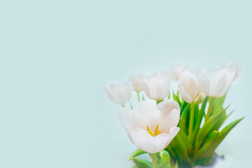  white tulip on a blue background