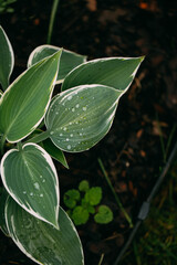 Hosta funkia in my swedish garden. Shadow garden