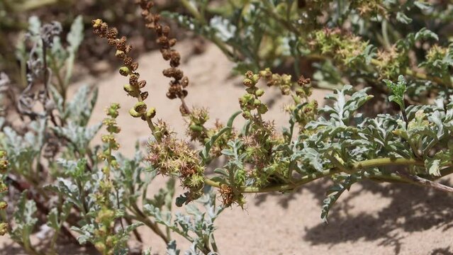 Green immature trichomatic indehiscent cypsela fruit of Ambrosia Chamissonis, Asteraceae, native perennial monoecious evergreen herb in Coastal Ventura County, Summer.