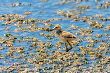 Chick of the black-winged stilt (Himantopus himantopus)