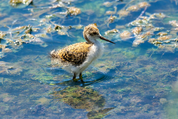 Chick of the black-winged stilt (Himantopus himantopus)