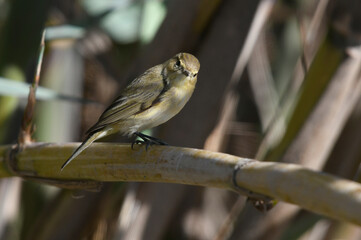 Iberian chiffchaff // Iberienzilpzalp (Phylloscopus ibericus)