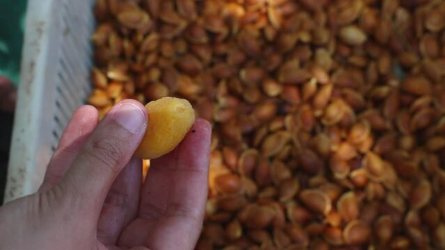 Dried apricot production video. Woman removing the kernel of apricot with hands.