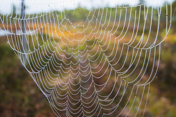 Spider web with dew drops closeup