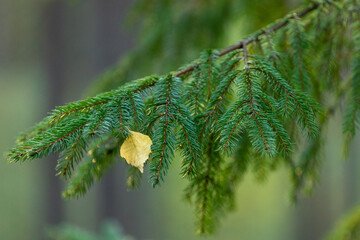 Birch leaf on a spruce branch