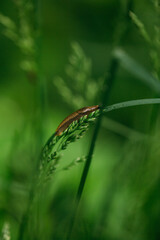 Slug sitting n the grass in Sweden, snail without snack, spanish slug