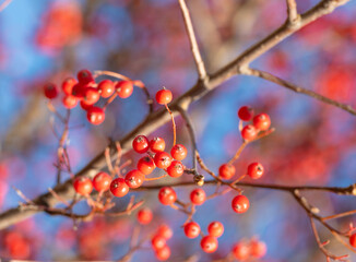 rowan tree with red berry on branch and sky background with selective focus
