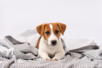 Cute dog jack russell terrier lies under a gray blanket. A five month old puppy lies wrapped in a blanket on a white background