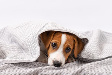 Cute dog jack russell terrier lies under a gray blanket. A five month old puppy lies wrapped in a blanket on a white background - Powered by Adobe