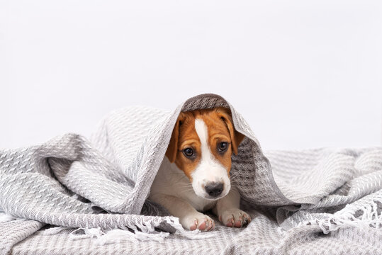 Cute dog jack russell terrier lies under a gray blanket. A five month old puppy lies wrapped in a blanket on a white background