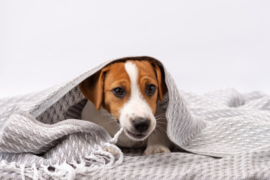 Cute dog jack russell terrier lies under a gray blanket. A five month old puppy bites a blanket on a white background