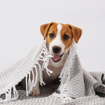 Cute dog jack russell terrier lies under a gray blanket. A five month old puppy bites a blanket on a white background