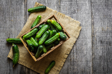 Fresh ripe organic small gherkin cucumbers in basket on wooden table, not marinated vegetable,...