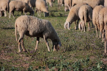 Grazing sheep