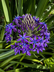 blue hyacinth flower