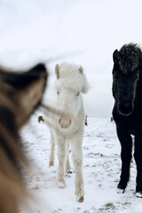 Iceland horses in winter