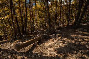 The Monticolo forest landscape in South Tyrol