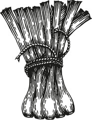 A vector image of a bunch of green onions tied up with a twine in the technique of black and white graphic 