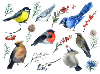 Watercolor cute birds with floral. Winter funny birds. bullfinch, red cardinal, woodpecker. flora botany ornament. decorative elements watercolor painting. merry christmas winter berry card celebrate 