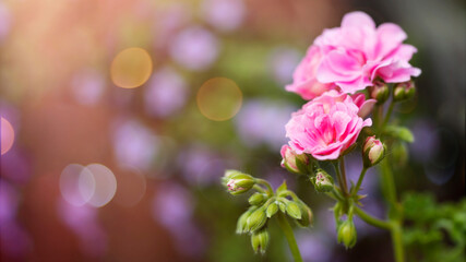 Pink pelargonium flowers close up in evening sunlight