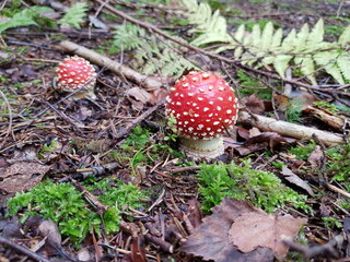 Glücksbringer: Fliegenpilz im Wald