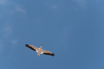 American White Pelican Flying Over The Dam On Fox River At De Pere, Wisconsin