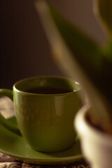 close up of a cup of green tree with house plant