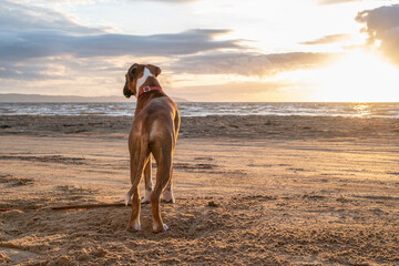 a german boxer dog sitting on the seashore. silhouette of a dog during sunset