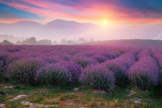 Lavender field in sunlight,Provence, Plateau Valensole. Beautiful image of lavender field.Lavender flower field, image for natural background.Very nice view of the lavender fields. 