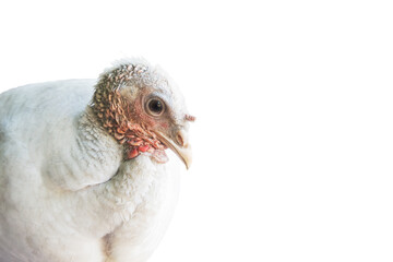 white turkey close-up isolated on white